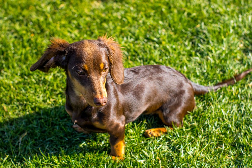 Chocolate long-haired dachshund with tan markings standing on vibrant green grass in sunlight.