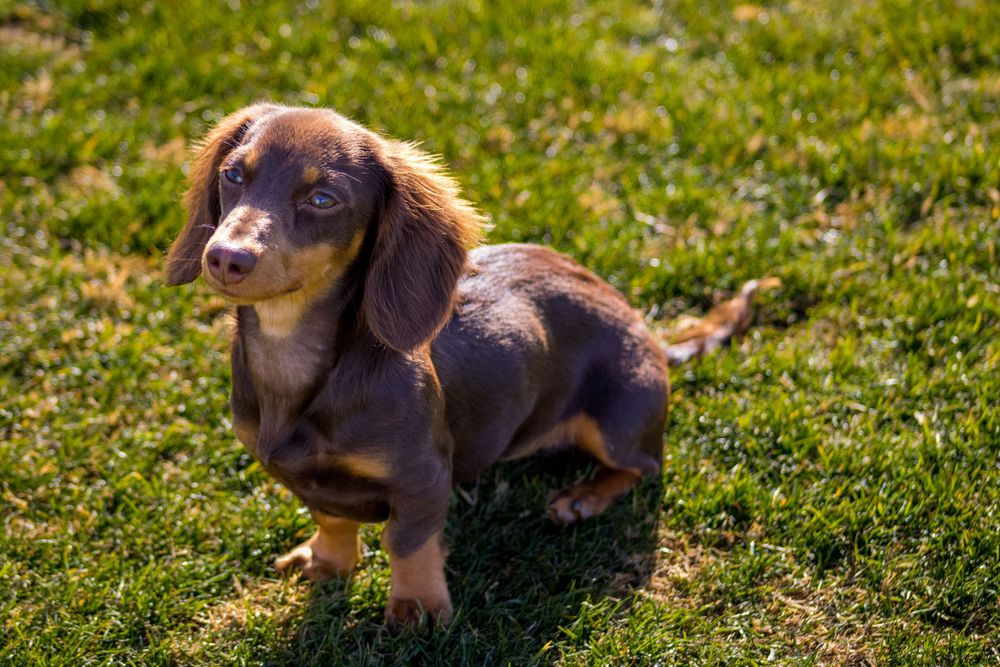 A long-haired chocolate and tan Dachshund standing on green grass in dappled sunlight looking upward.
