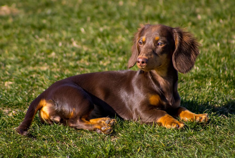 A chocolate and tan long-haired Dachshund lying relaxed on green grass in warm sunny conditions.