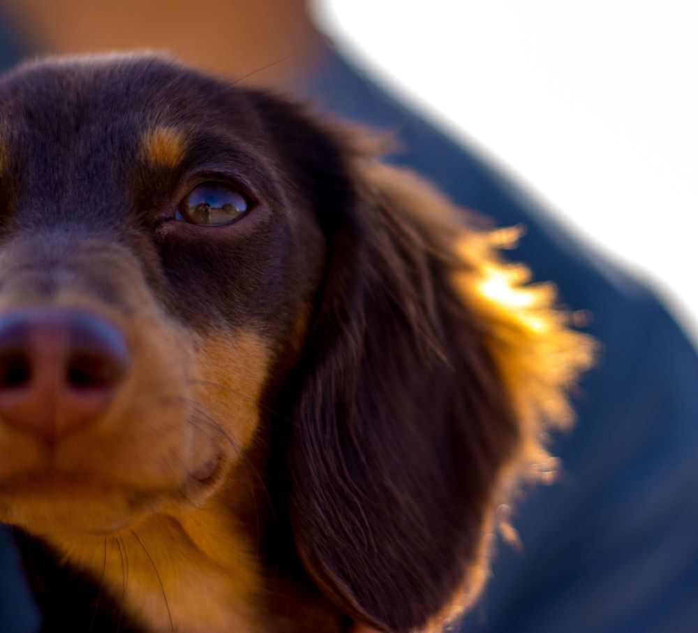 A close-up portrait of a brown and tan Dachshund with soulful eyes resting against a blue jacket.