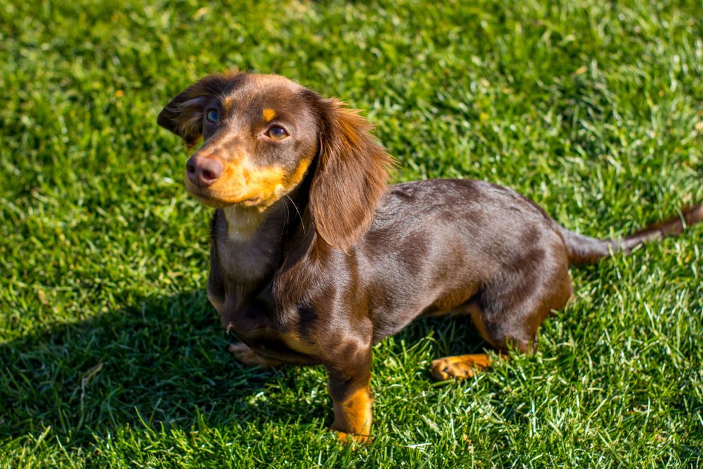 A chocolate dapple long-haired Dachshund standing on green grass holding a yellow ball in its mouth.