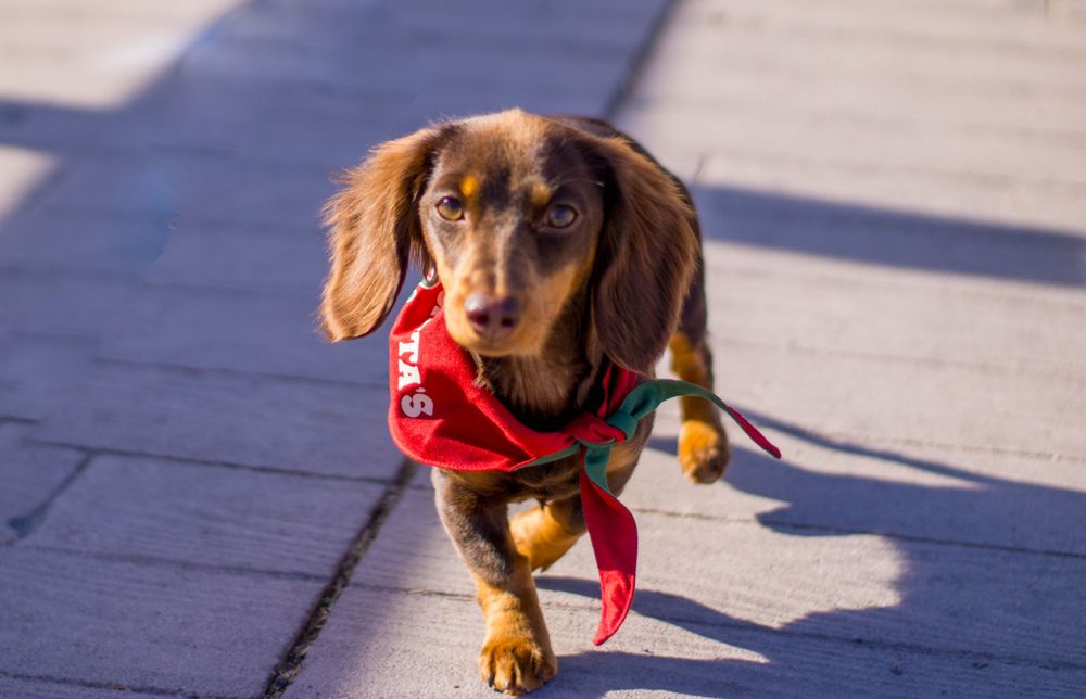 A long-haired red Dachshund wearing a festive red bandana walking on a sunlit stone pavement.