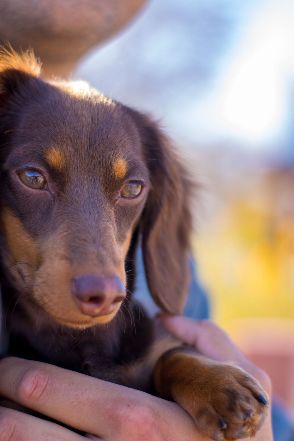 Close-up of a brown dachshund puppy being held in a persons arms outdoors.
