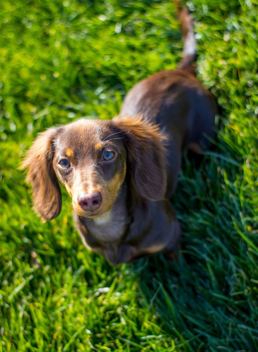 Brown long-haired dachshund puppy standing on green grass looking up at camera.