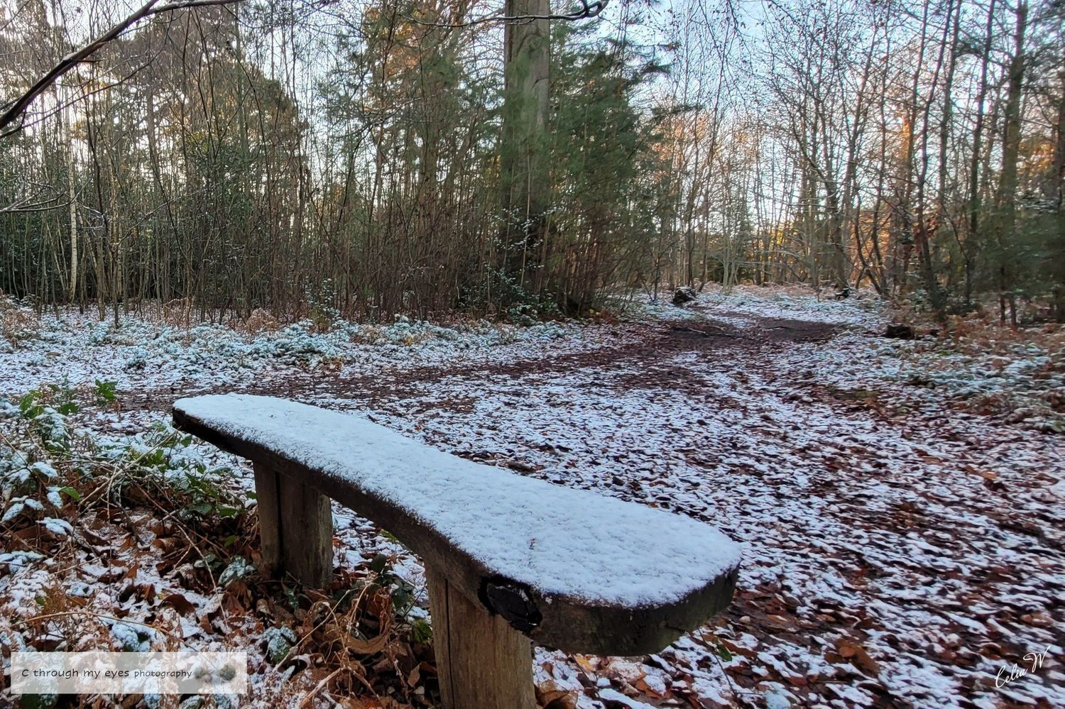 bench snow trees winter trees,  landscape photography, esher commons,  surrey, england,