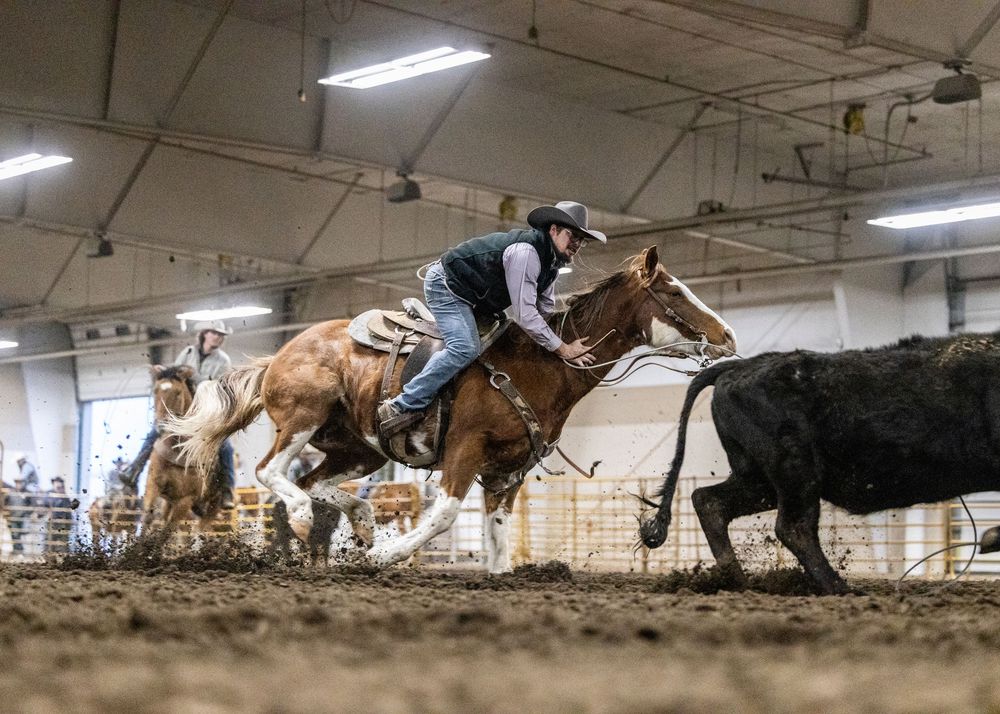 Rodeo riders on horseback chase after a running calf in a dusty indoor arena during a competitive event.