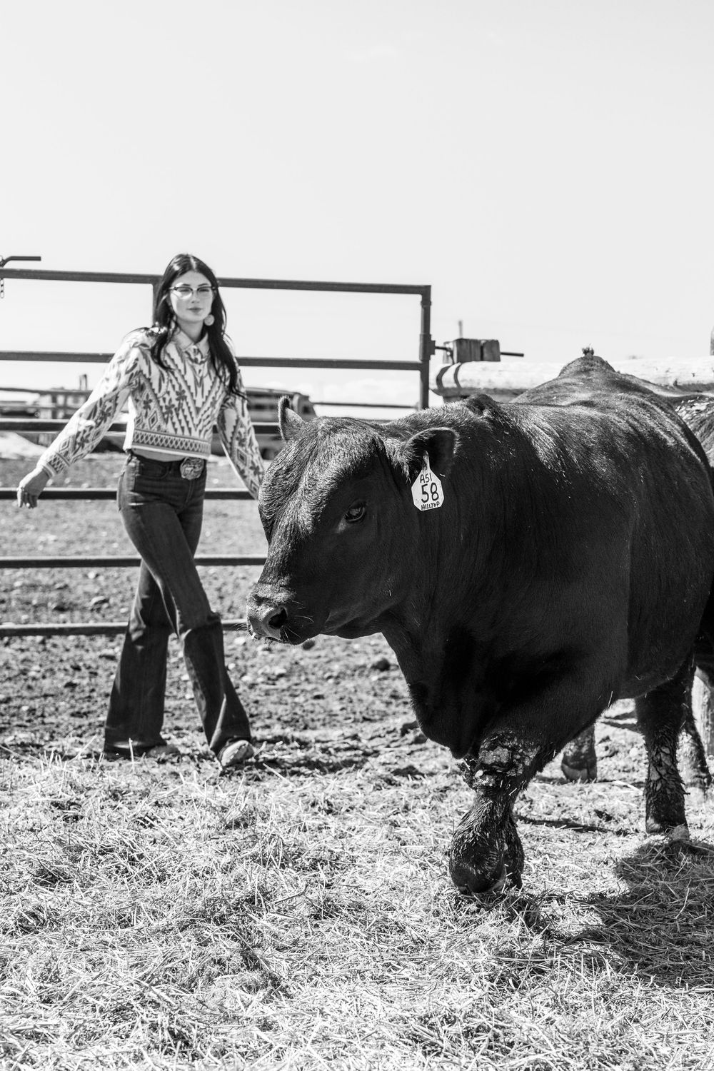 Black and white photo of cattle in a fenced ranch area.
