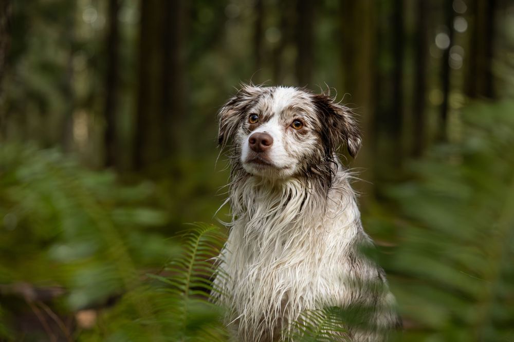 Outdoor dog portrait in natural landscape