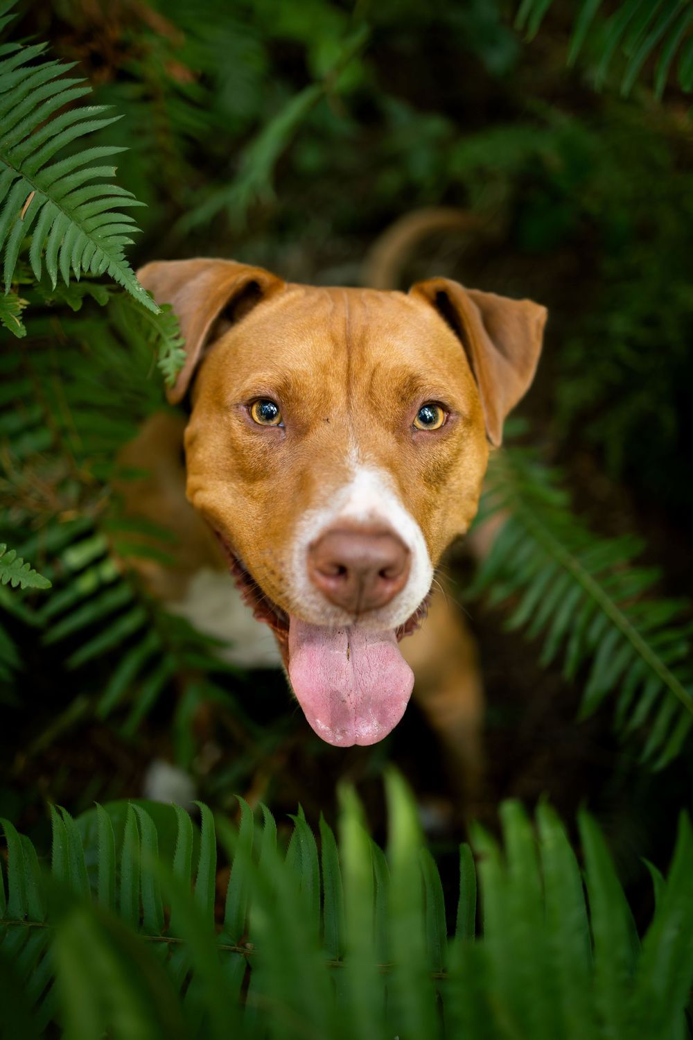 Dog portrait photographed outdoors in forest scenery