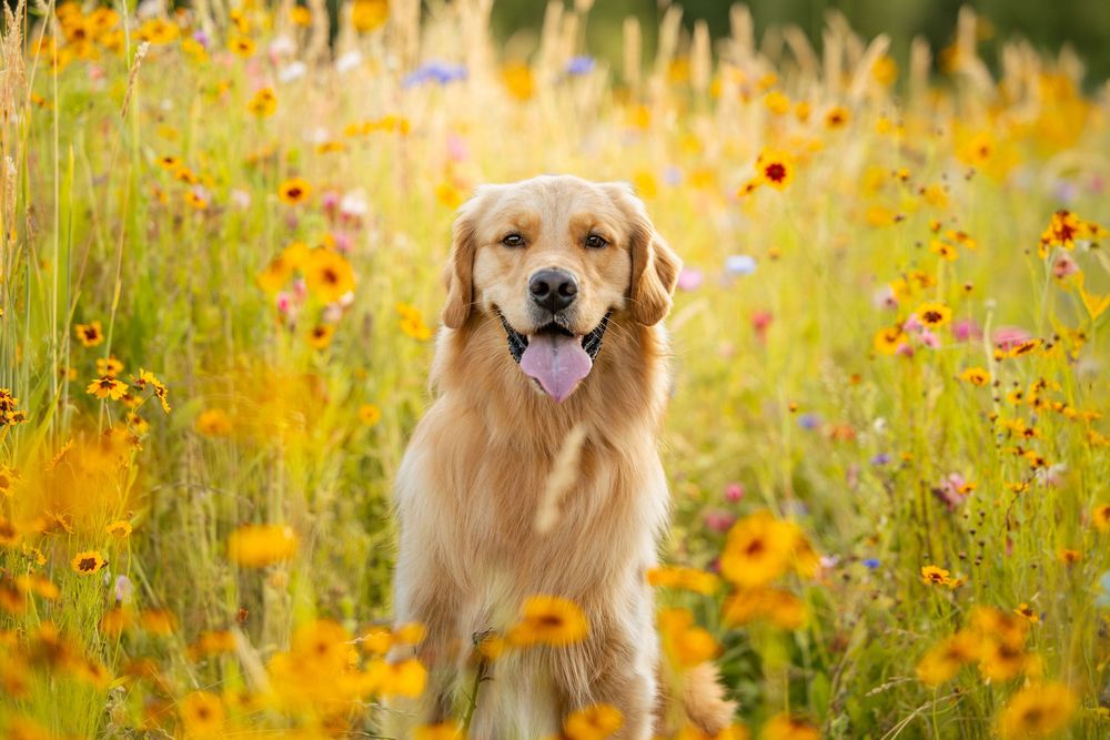 Dog portrait photographed outdoors in flower field