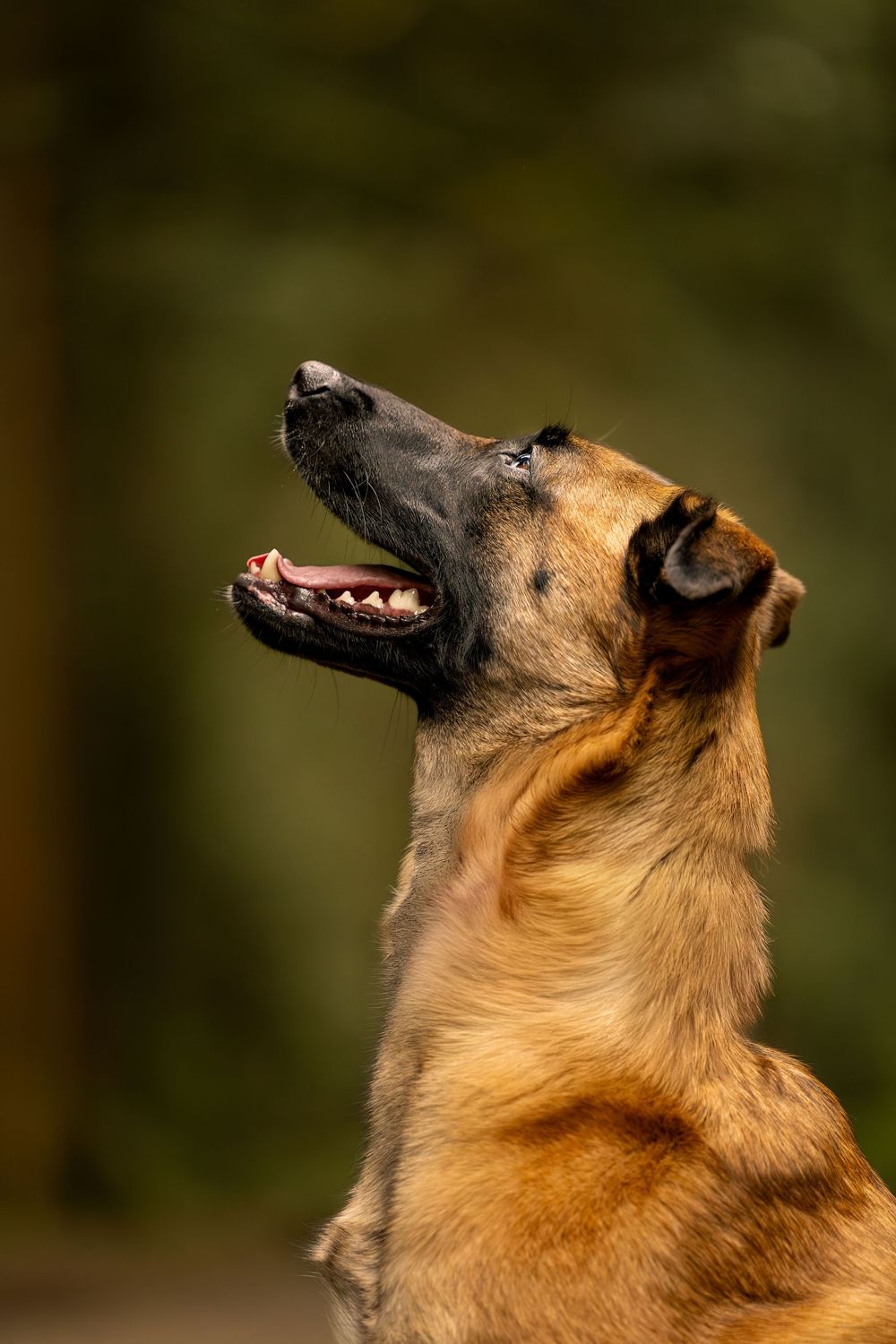 Outdoor dog portrait in natural landscape
