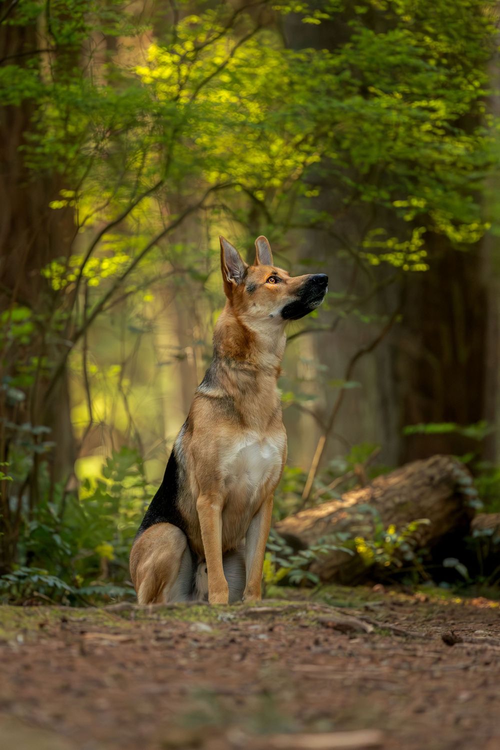 Outdoor dog portrait in forest setting