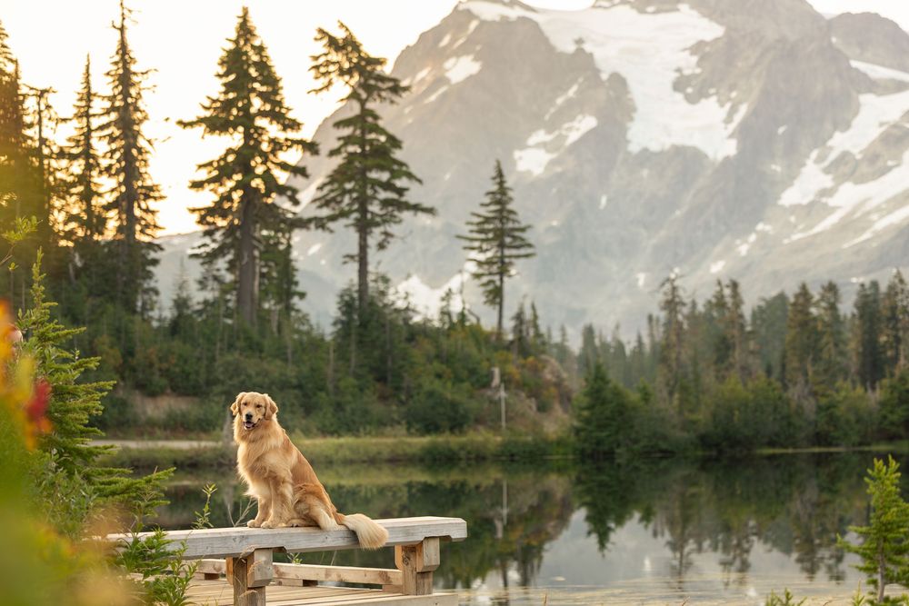 Golden retriever photographed at Mount Baker wilderness