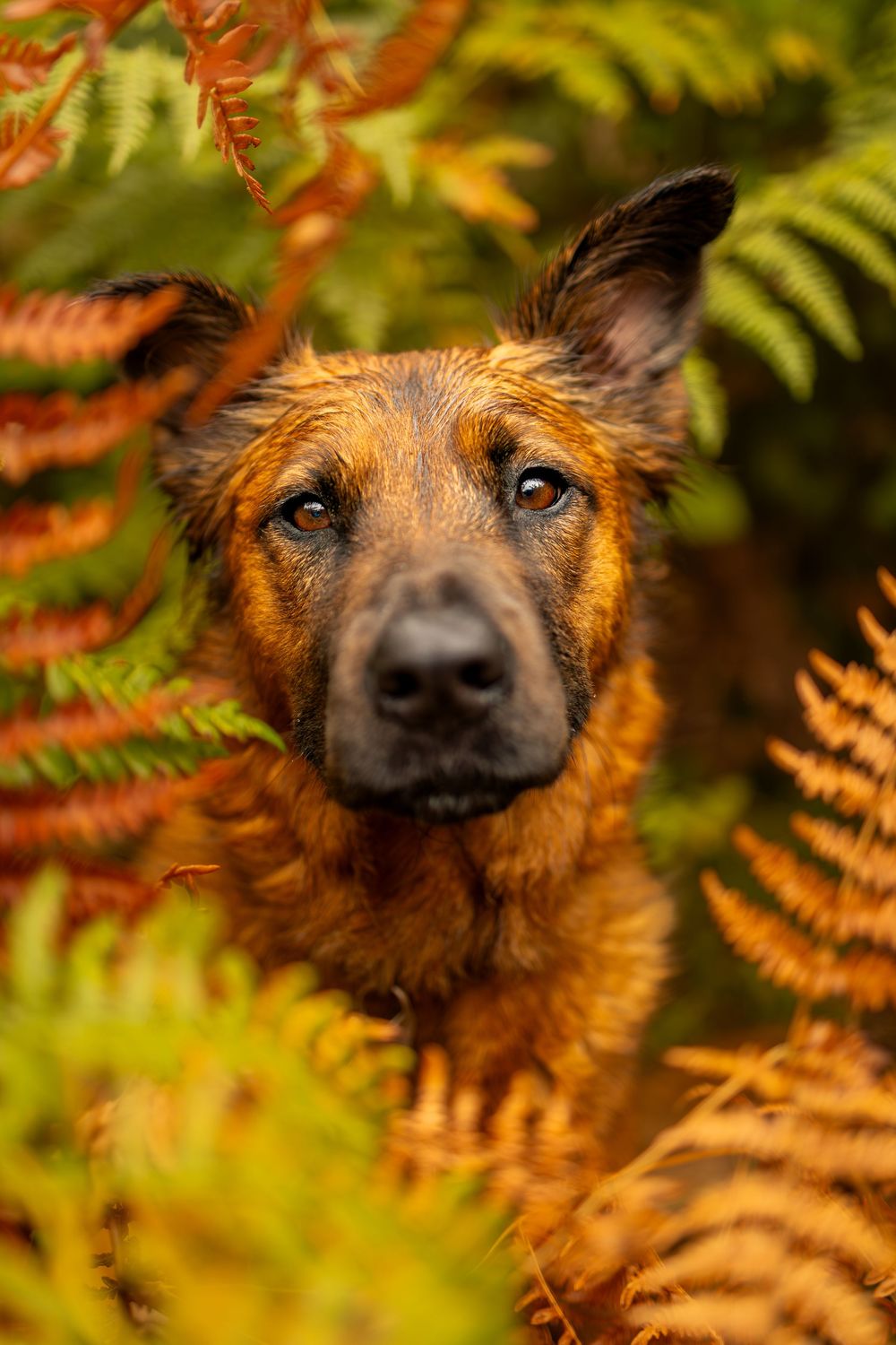 Dog portrait photographed outdoors in forest scenery