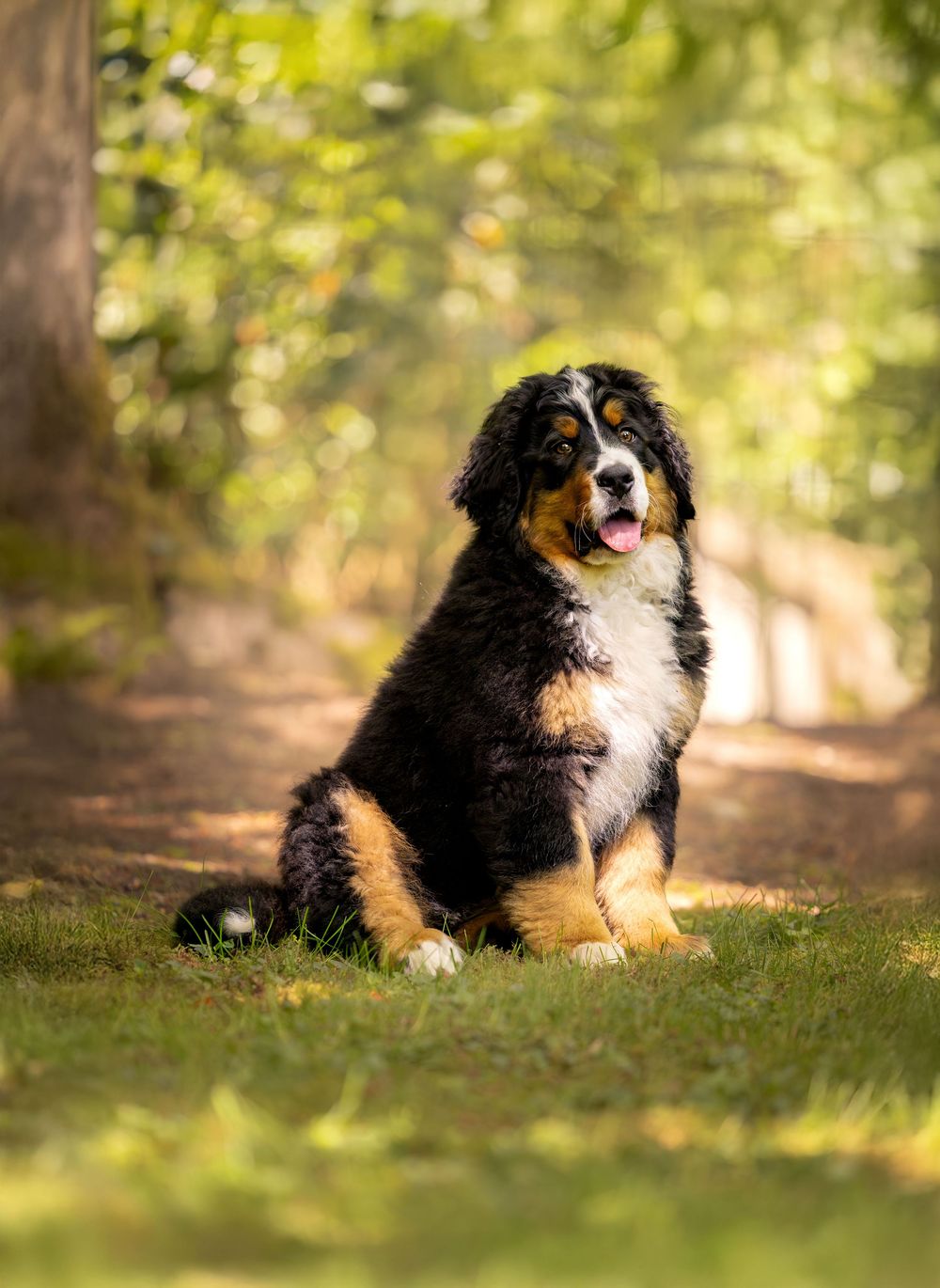 Outdoor dog portrait in forest setting