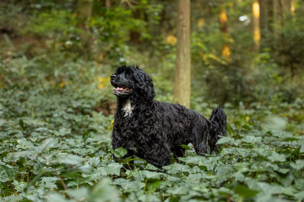 Outdoor dog portrait in natural landscape