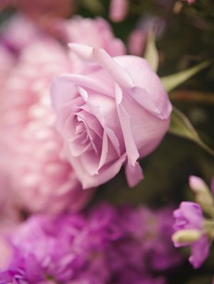 Pink flowers