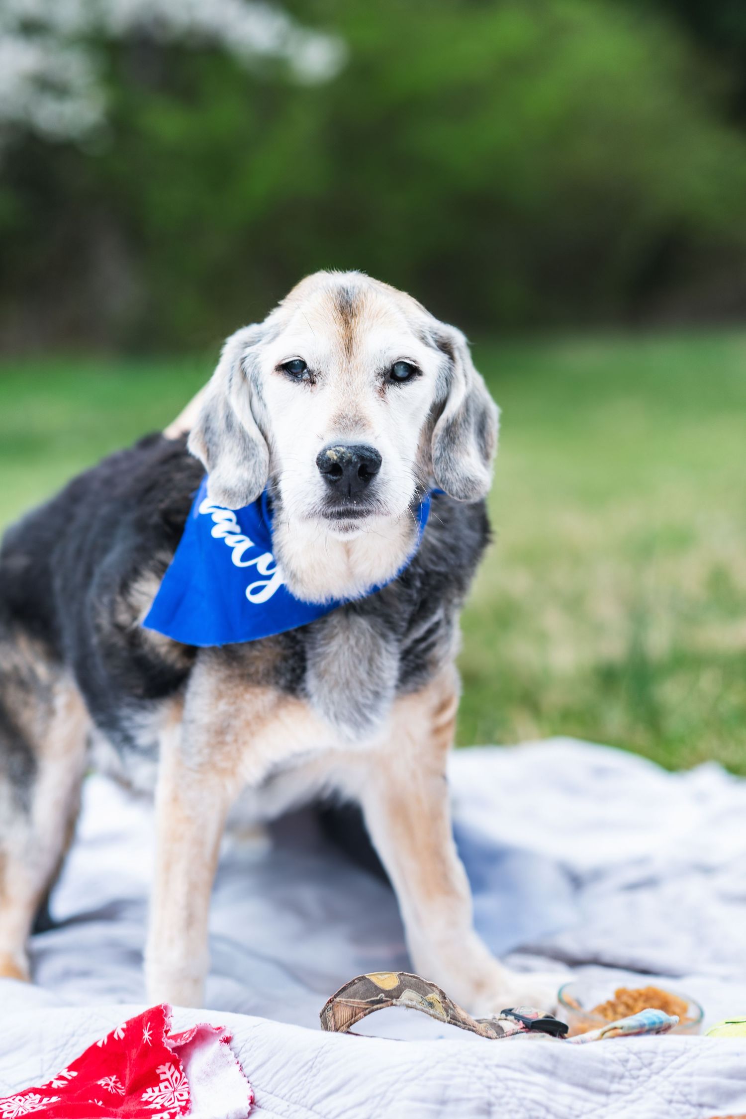 Senior dog wearing a blue bandana sits on a blanket outdoors with toys scattered around.