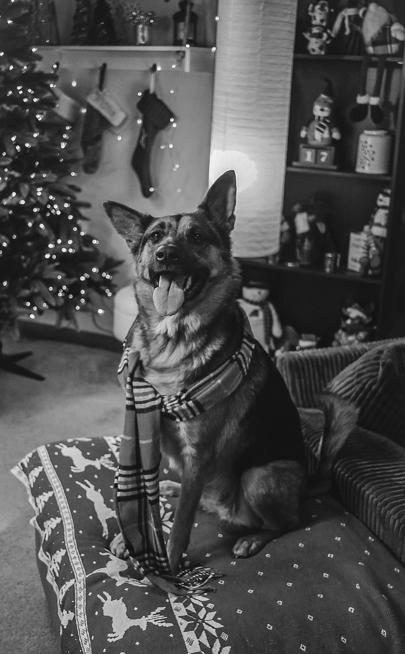 German Shepherd wearing scarf sits on Christmas ottoman in decorated living room, black and white.