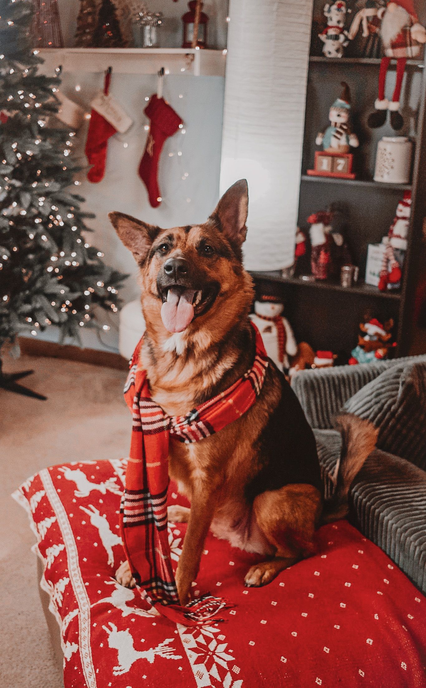 German Shepherd in red plaid scarf sits on holiday ottoman beside decorated Christmas tree.