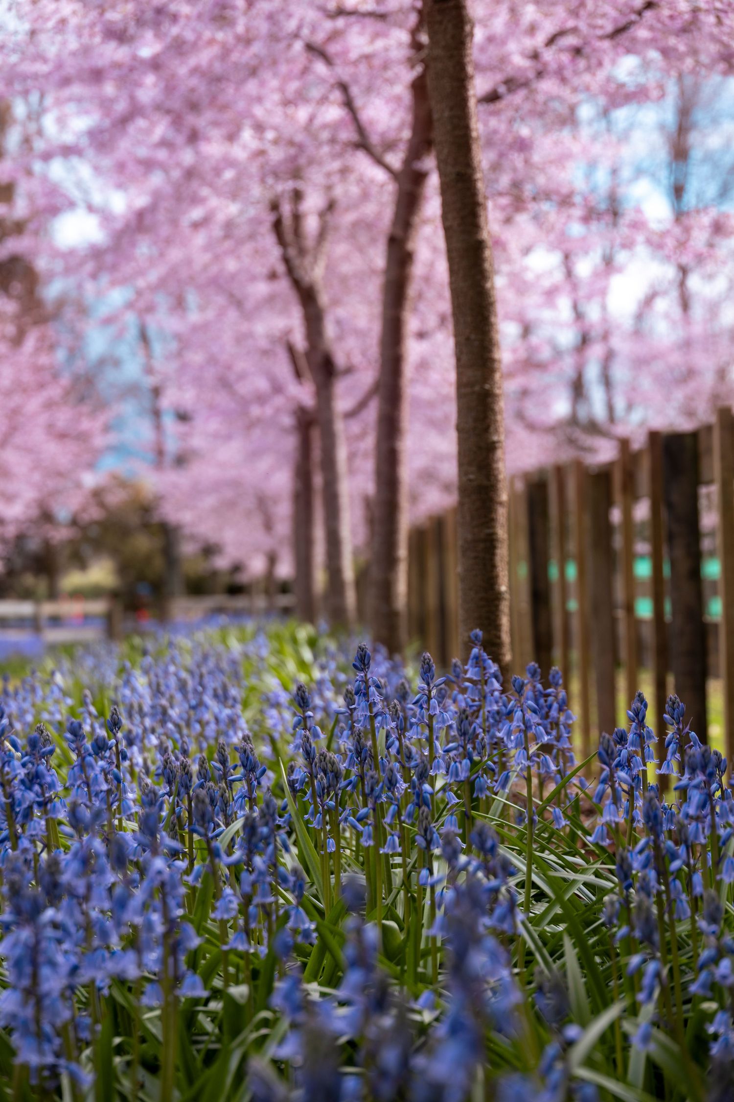Vibrant bluebells blooming beneath rows of cherry blossom trees with pink petals in a spring garden.