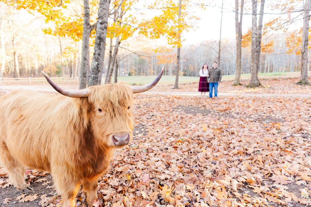 A fluffy Highland cow poses in the foreground while a couple stands among autumn leaves in a forest.