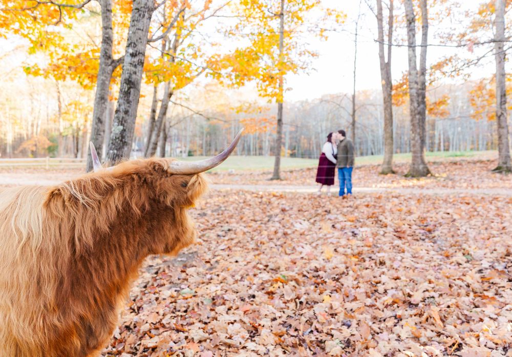 A Scottish Highland cow watches a romantic autumn scene unfold among golden fall foliage.