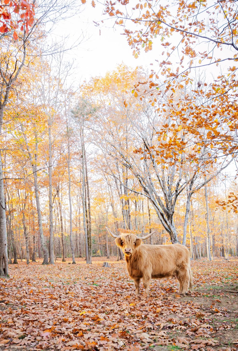 A majestic Highland cow stands in a forest clearing surrounded by autumn foliage and fallen leaves.