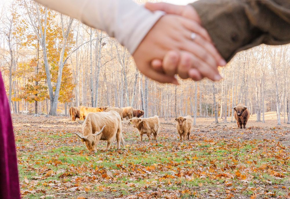 Couple holds hands in foreground while Highland cows graze in autumn forest setting.