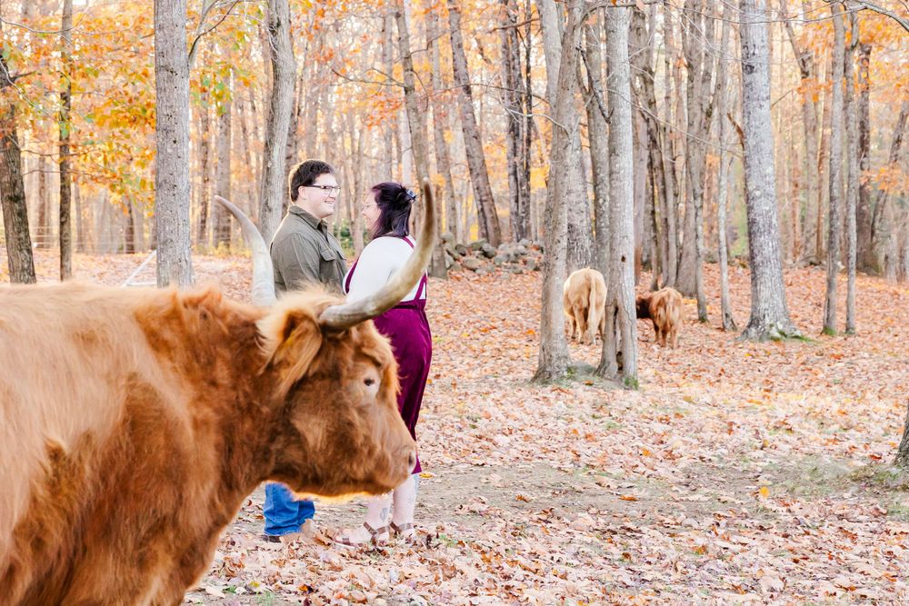 Highland cow photobombs a romantic couple's moment in a golden autumn forest.