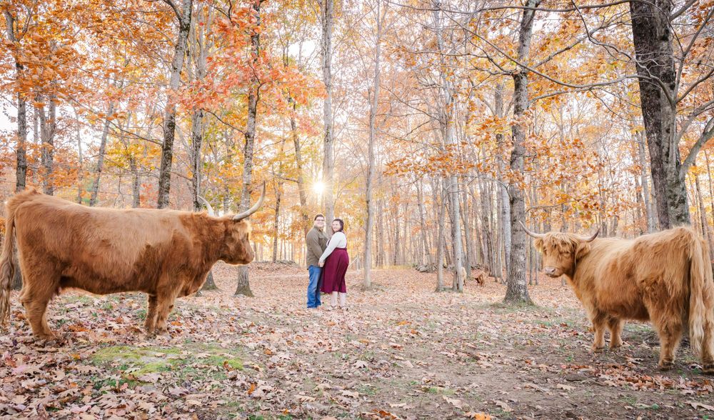 Two Highland cows frame a couple's romantic moment in a sun-dappled autumn forest.