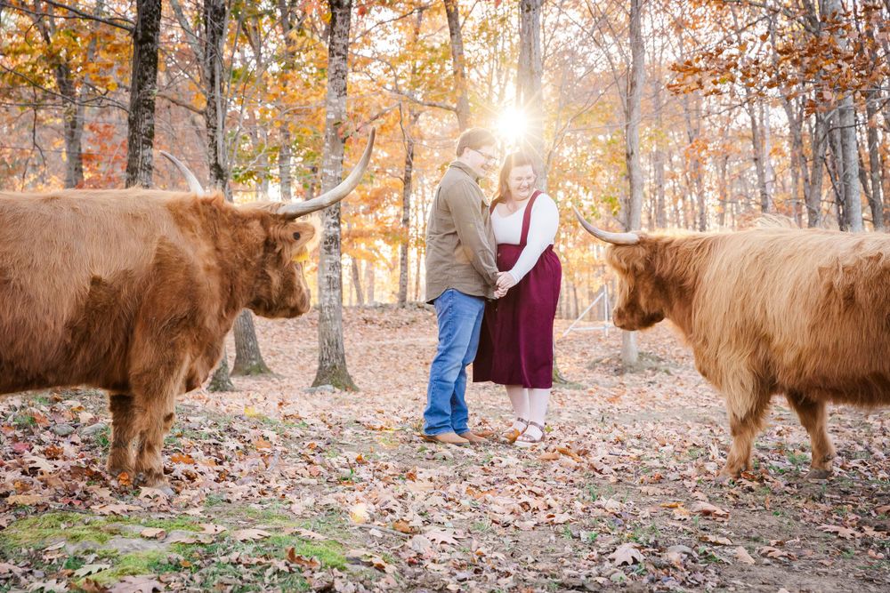 A couple shares a romantic moment between two Highland cows in a golden autumn forest setting.