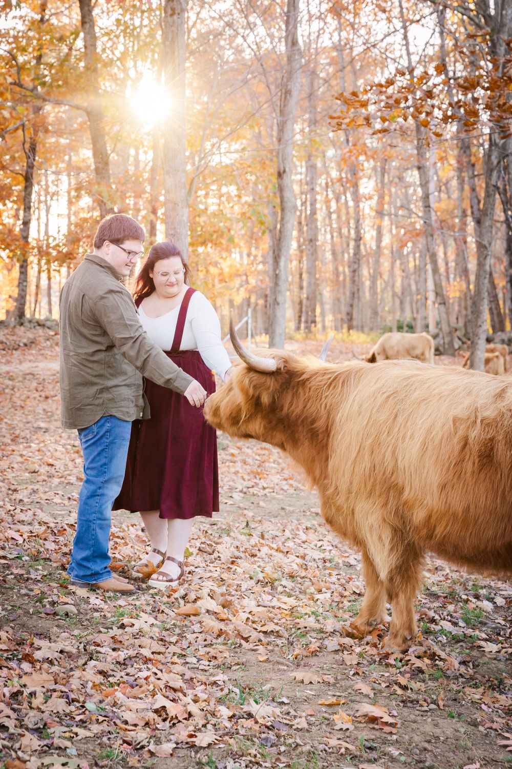 A couple stands with a Highland cow in an autumn forest with golden sunlight filtering through the trees.