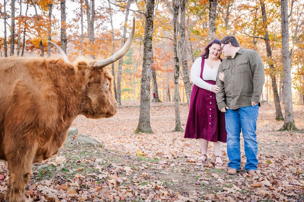 A Highland cow photobombs a couple's romantic autumn photoshoot in a leaf-covered forest.