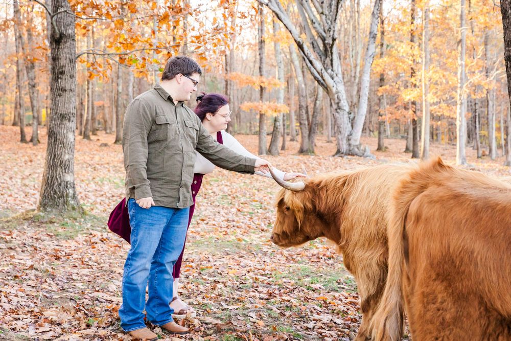 A couple pets a friendly Highland cow in a forest setting with orange fall foliage.