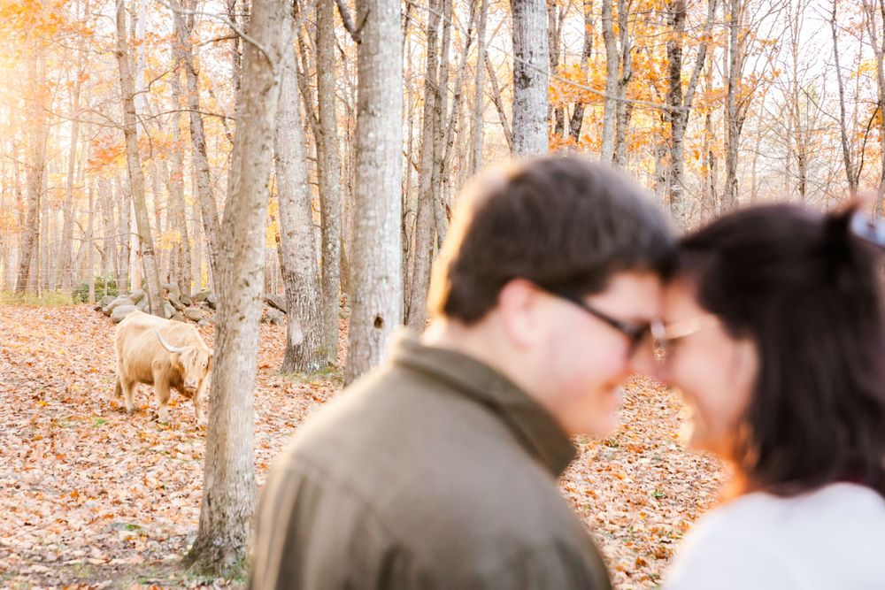 A romantic couple shares an intimate moment with a Highland cow visible in the background.