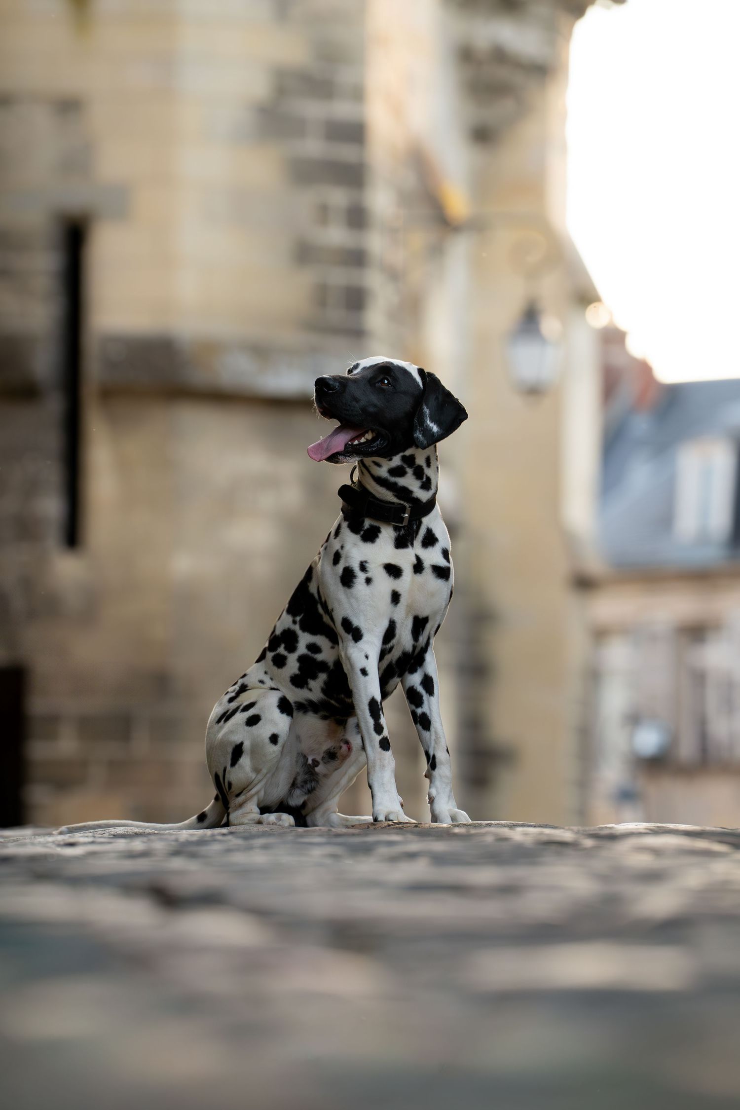 Dalmatien, séance urbaine – Séance photo -  photographie animalière par Léa Biet Photographie, Oise, Compiègne