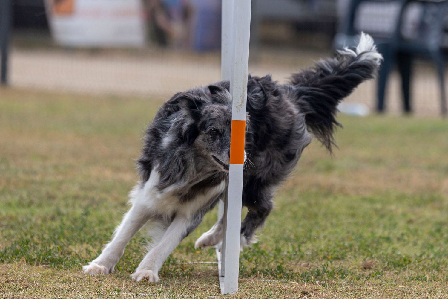 Un border collie dinámico recorre con destreza una pista de agilidad, demostrando su velocidad y concentración durante una competición