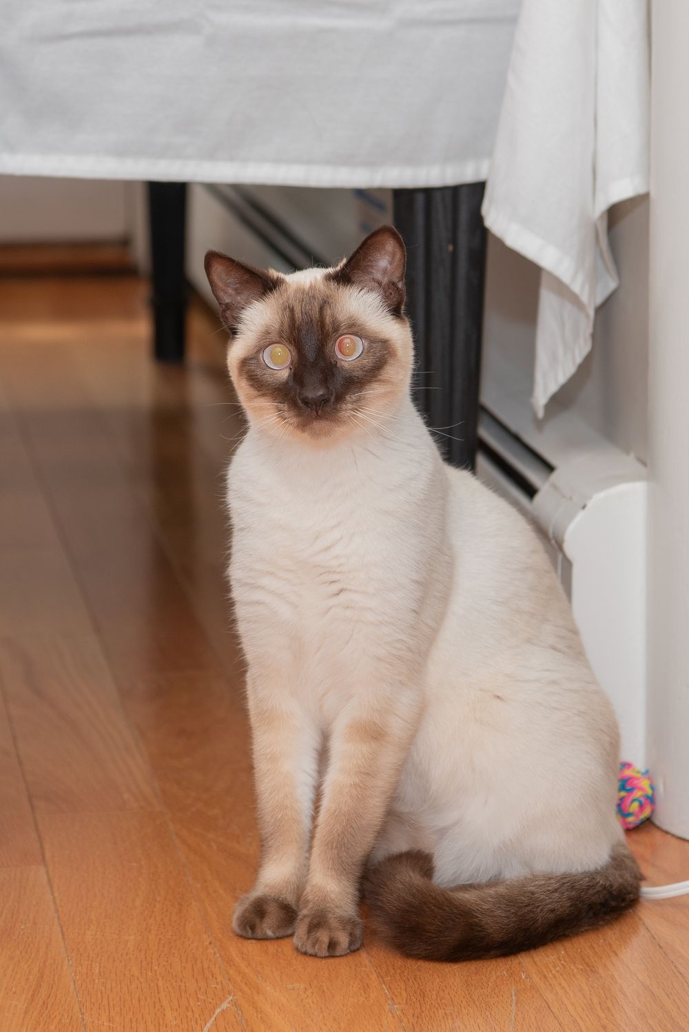 Siamese cat sitting on hardwood floor observing wedding preparations.