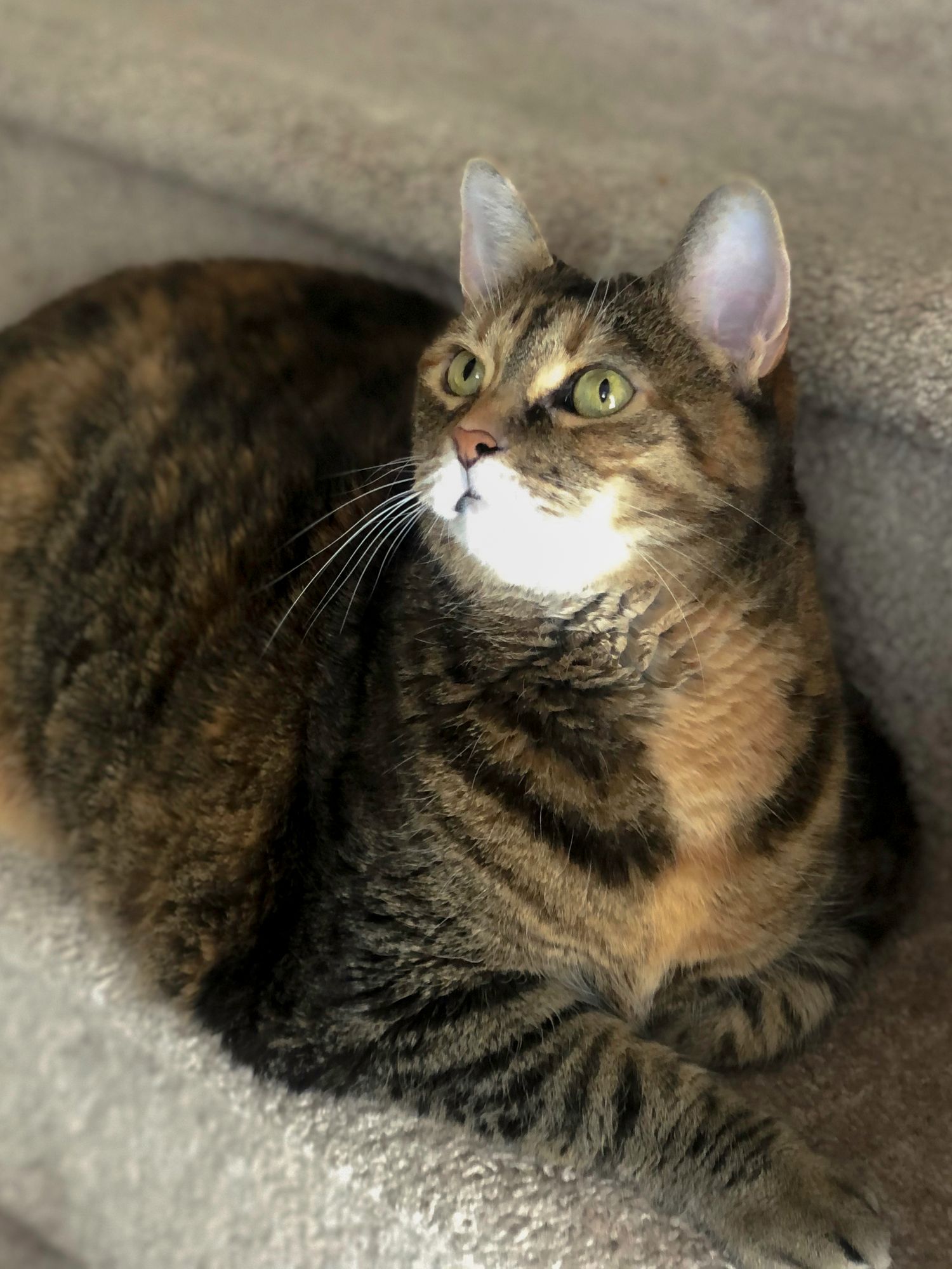 A tabby cat with green eyes and white chest markings lies on a carpeted surface looking upward attentively.