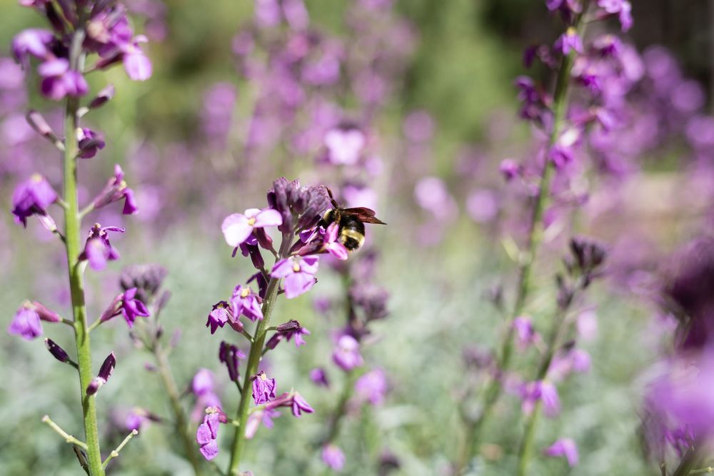 Bee; Flower