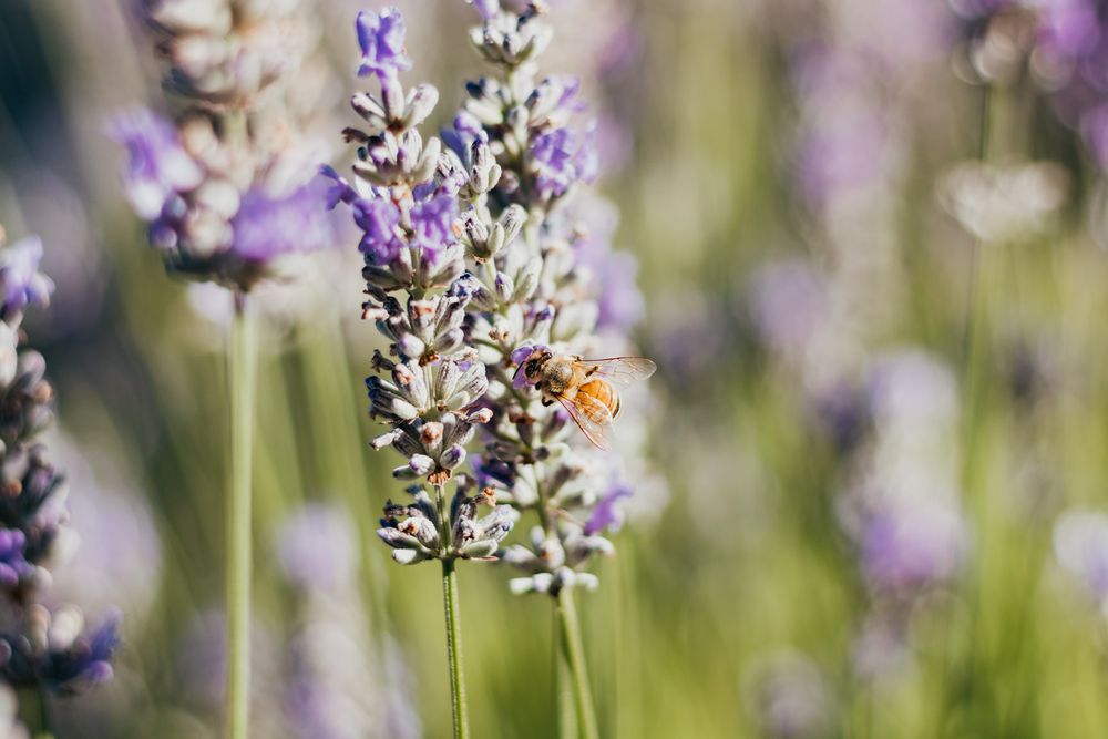 Bee; Flower