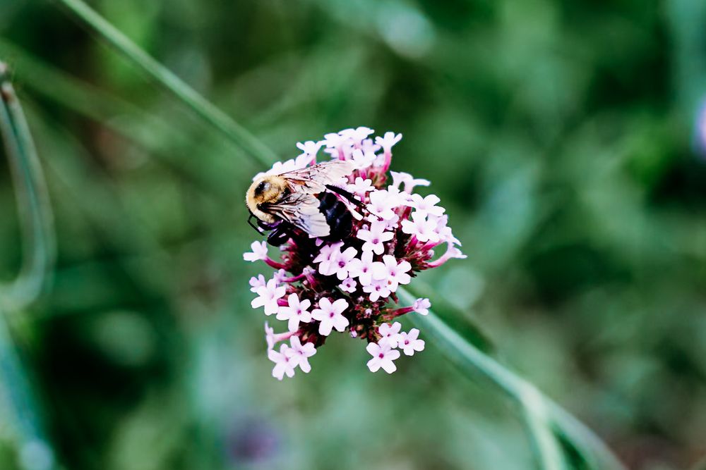 Bee; Flower