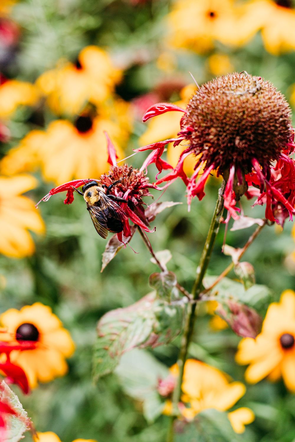 Bee; Flower