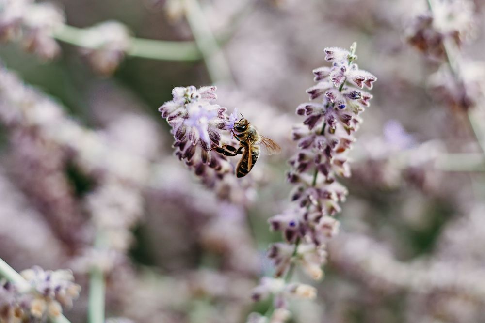 Bee; Flower