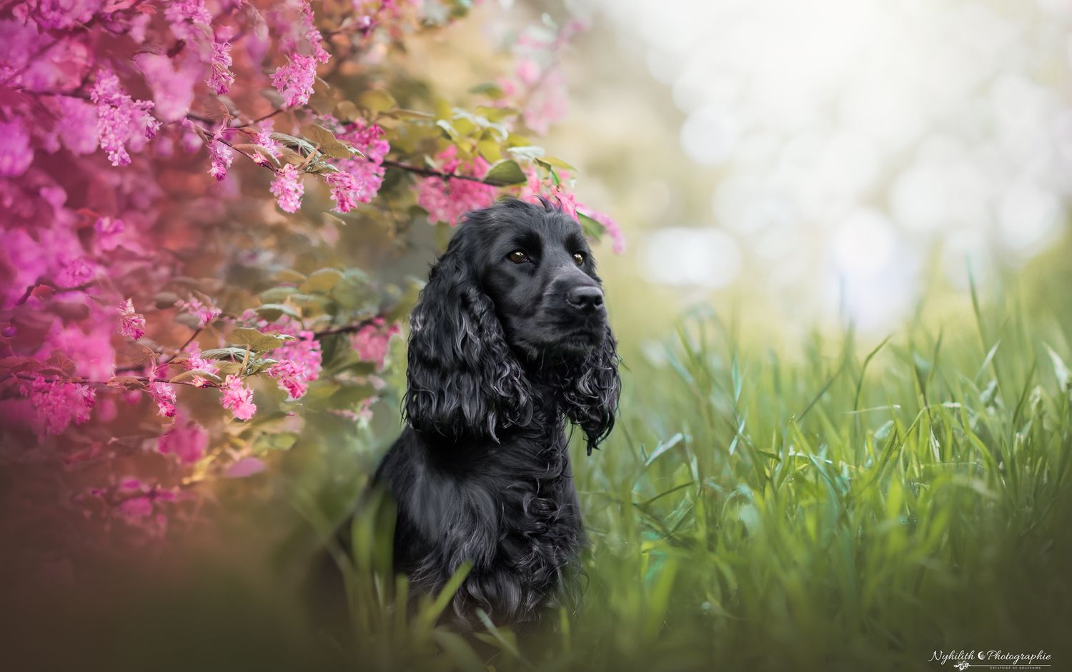 Séance photo de chien dans les fleurs à Verdun en Meuse Photographe pour Chien près de Verdun Photographe Canin en Meuse