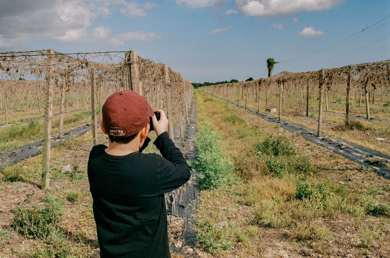 Photographer captures vineyard rows on a sunny day with blue sky and white clouds.