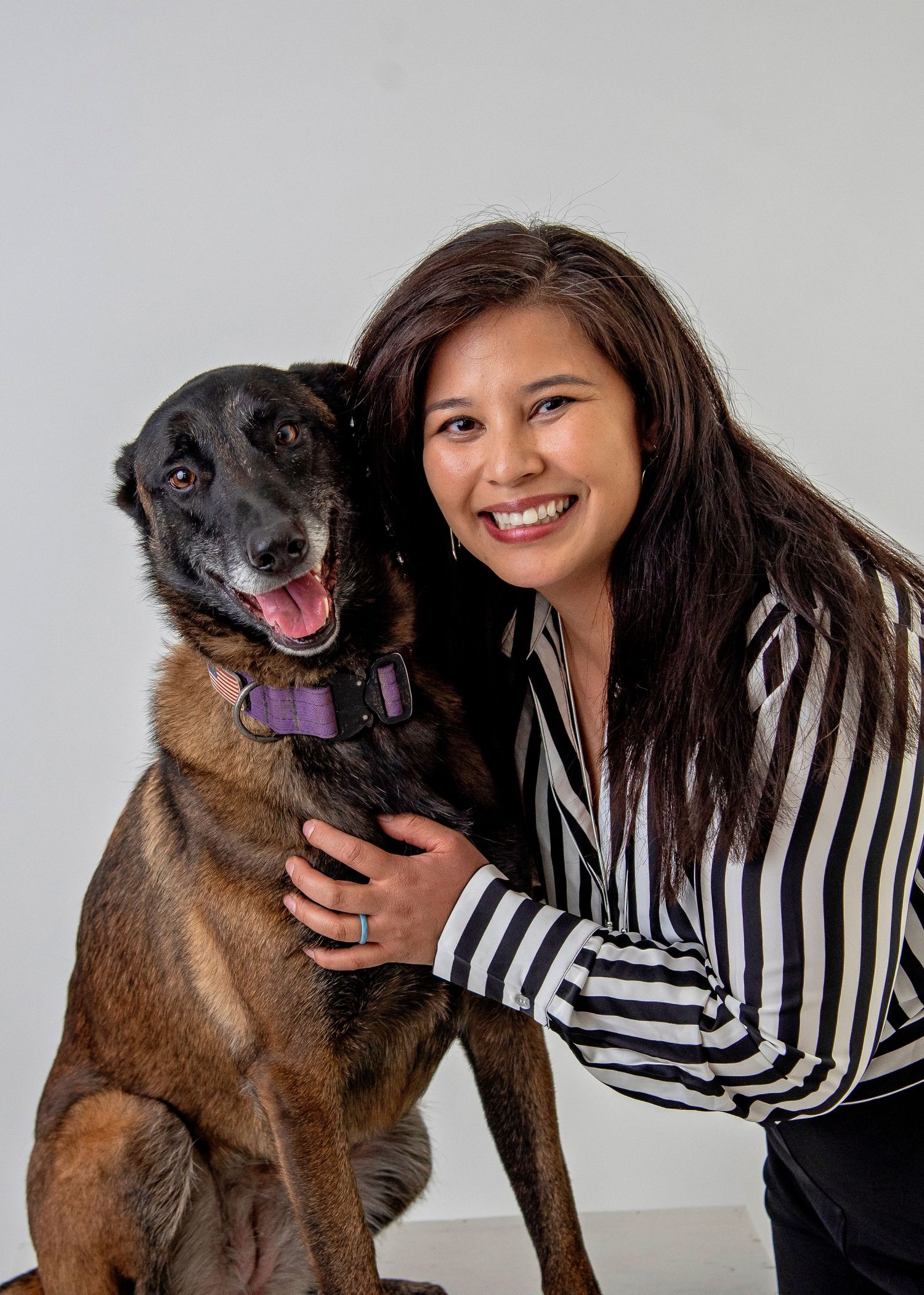 A happy Belgian Malinois dog with a purple collar poses for a portrait against a light gray background.