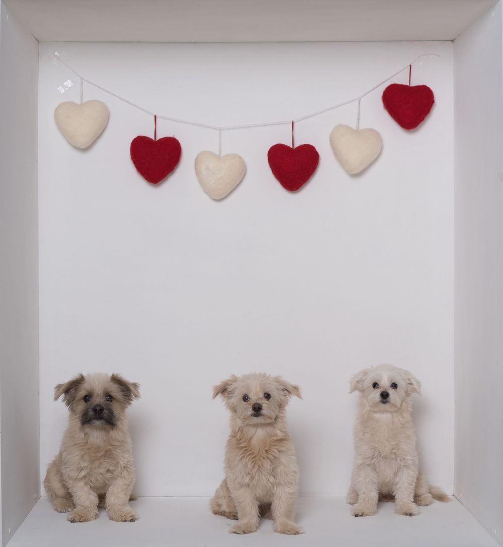 Charlie, esme & darcy
