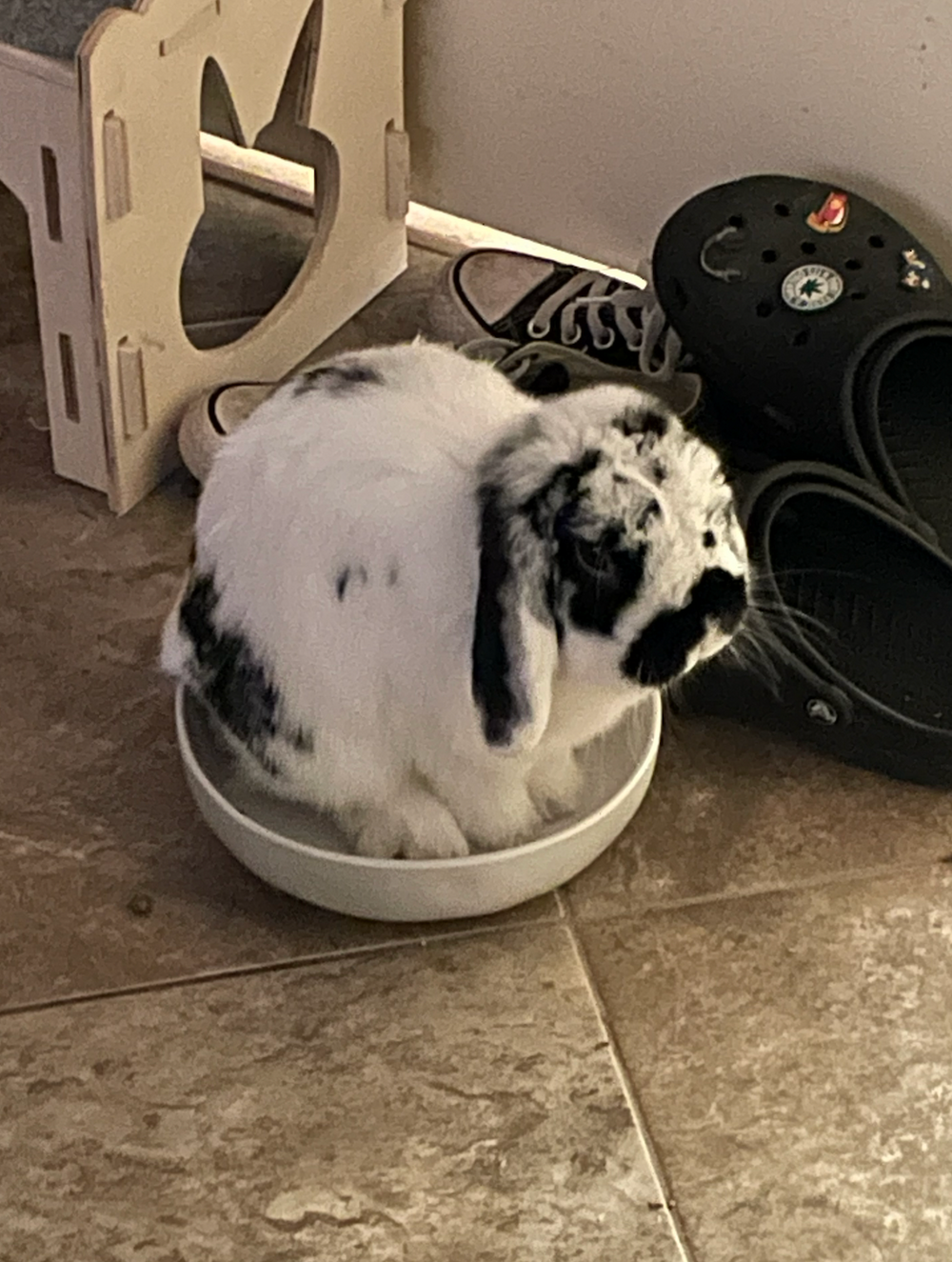 koji